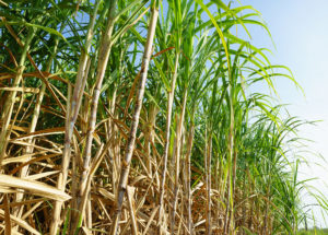 Tall sugarcane plant